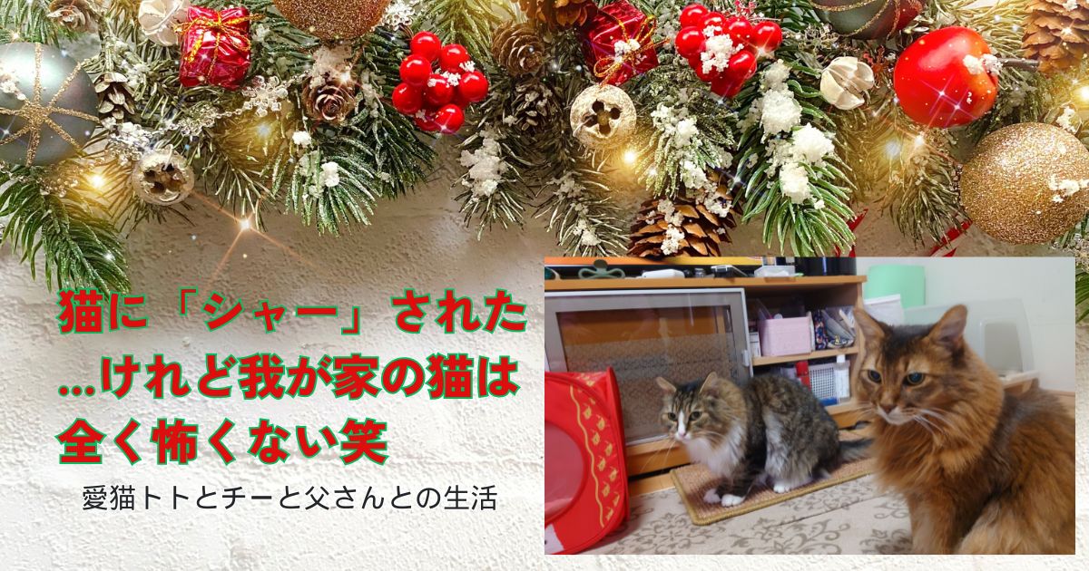 猫に「シャー」された・・・けど我が家の猫は全く怖くない笑