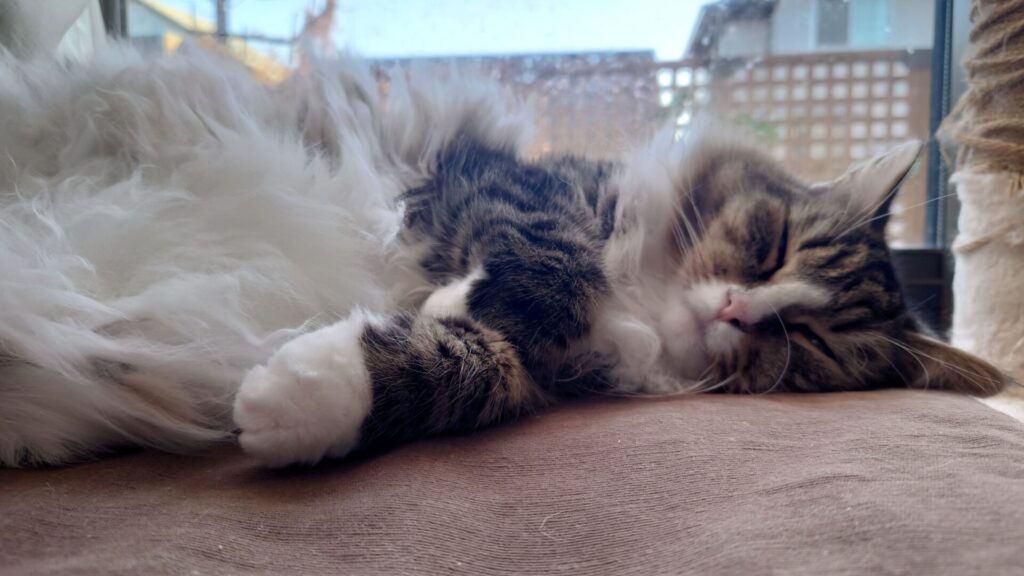窓辺で日向ぼっこをしながら熟睡する猫_ノルウェージャンフォレストキャットのトト