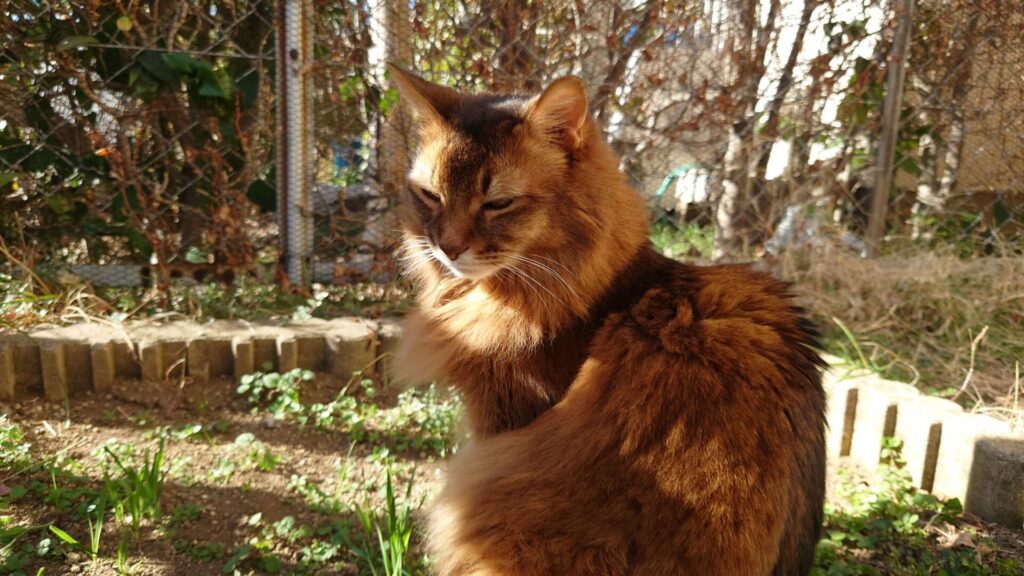 ぽかぽか陽気で庭でまったりする猫、ソマリのチー