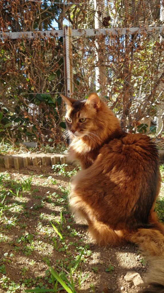 猫草の畑とお隣のお庭を警備する猫、ソマリのチー