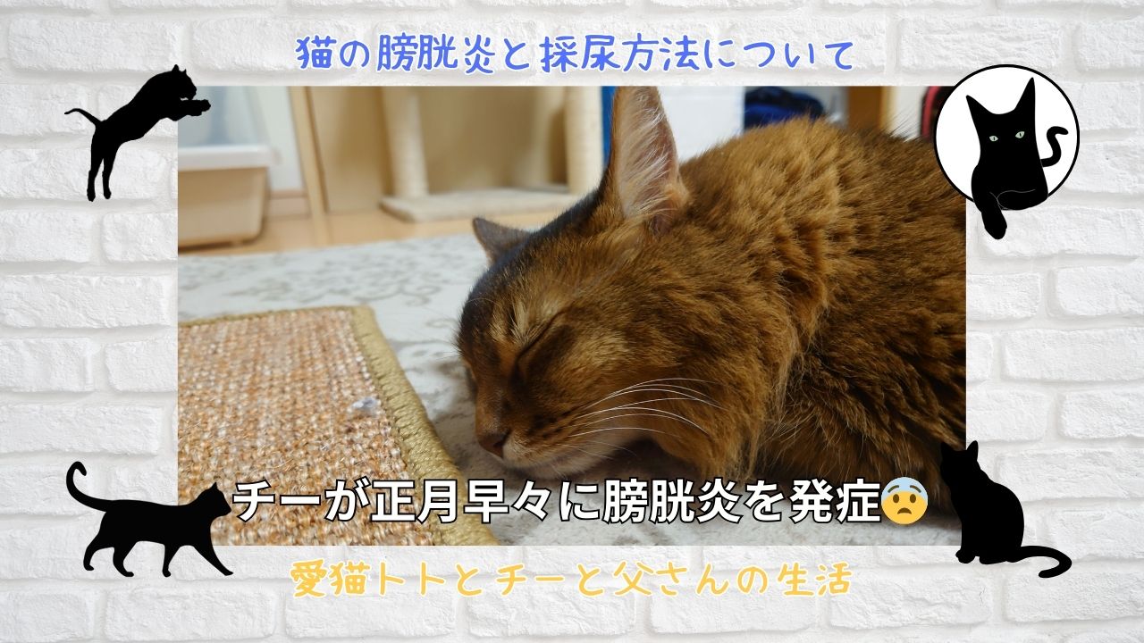 猫の膀胱炎と採尿方法について