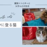 背中に登る猫