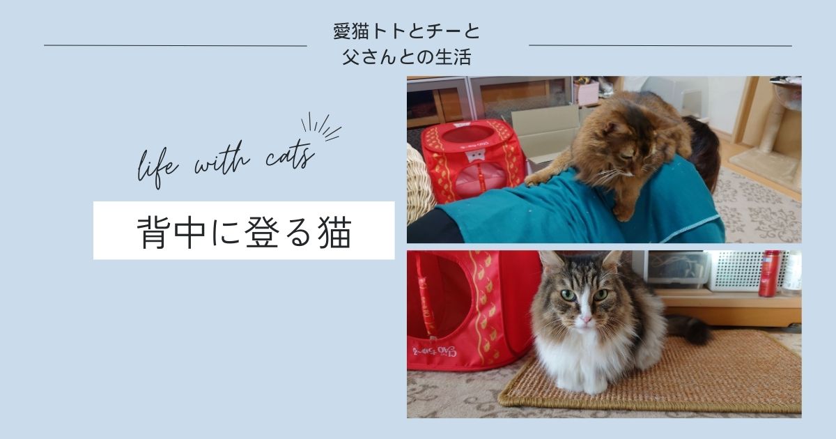 背中に登る猫