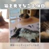 猫を見てなごむ休日