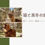 猫と真冬の庭散歩！