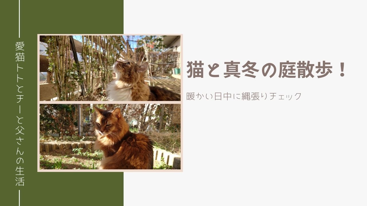 猫と真冬の庭散歩！