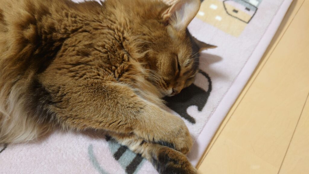 ぐっすり寝ている猫、ソマリのチー