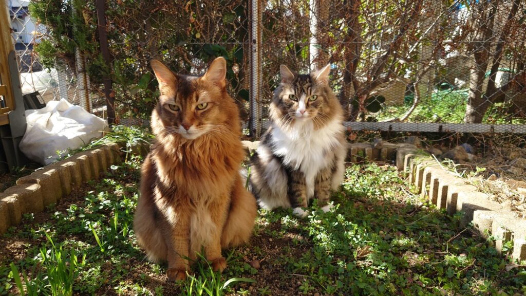猫草畑でまったりしている猫、ノルウェージャンフォレストキャットのトトとチー