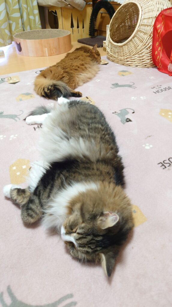 リビングで熟睡中の二匹の猫。ノルウェージャンフォレストキャットのトトとソマリのチー