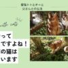 猫の散歩はおかしい