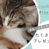 【2024】猫の日（2月22日）には愛猫とたくさん遊んでプレゼントを贈ろう！_アイキャッチ