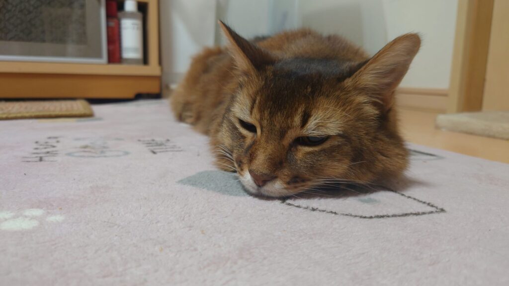 絨毯でぺったんこになっている猫、ソマリのチー