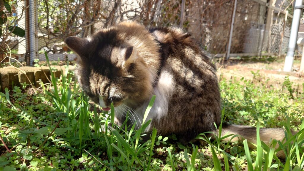 猫草パクパク、お散歩は猫草を食べる時間でもあるのです！（ノルウェージャンフォレストキャット）