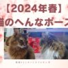 【2024年春】猫のへんなポーズ
