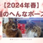 【2024年春】猫のへんなポーズ