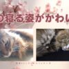 猫の寝る姿がかわいい