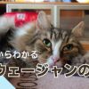 飼主だからわかるノルウェージャンフォレストキャットの魅力