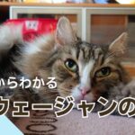 飼主だからわかるノルウェージャンフォレストキャットの魅力