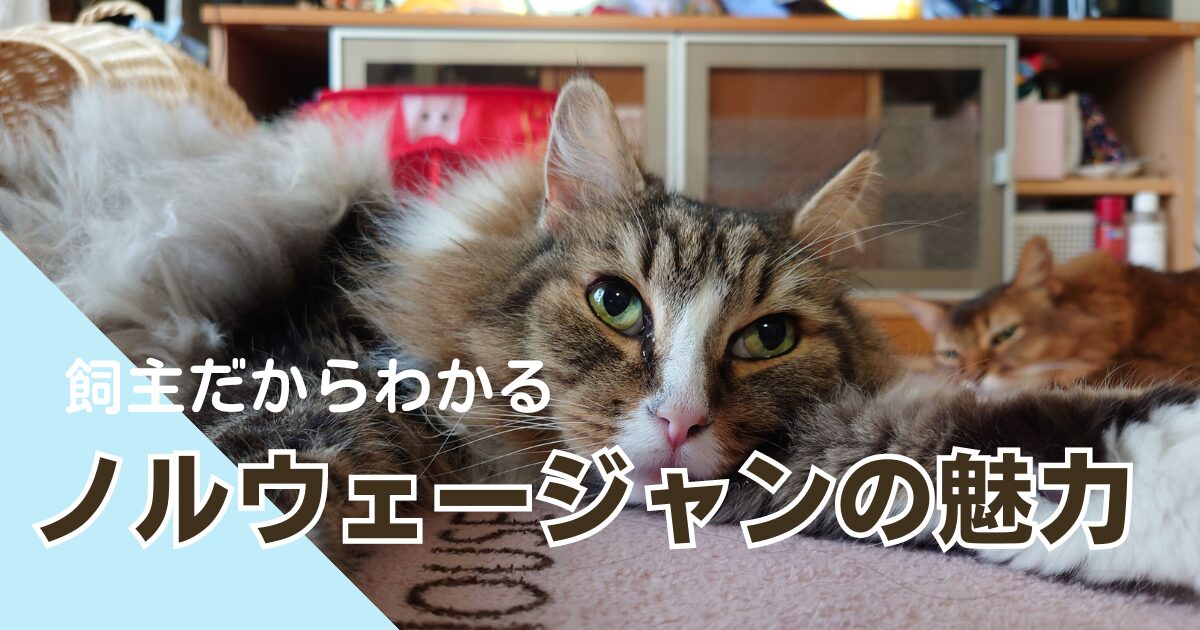 飼主だからわかるノルウェージャンフォレストキャットの魅力