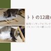 トトの12歳の誕生日。猫用ハンモックをプレゼント