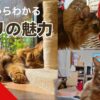 飼主だからわかるソマリ（猫）の魅力
