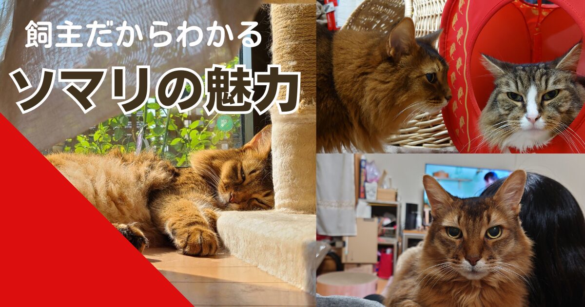 飼主だからわかるソマリ（猫）の魅力