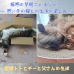 極寒の早朝ニャルソック ～ 寒い冬の猫との生活の楽しみ ～