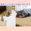 疲れた心と体には猫が効きます