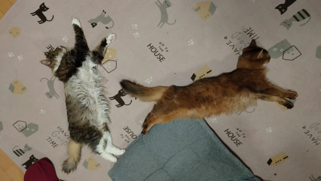 リビングでまったり過ごすノルウェージャンフォレストキャットのトトとソマリのチー