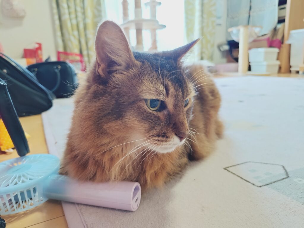 落ち着いたいでたちのソマリのチー13歳(猫)
