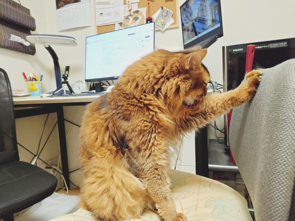 反省のポーズのソマリ(猫)のチー