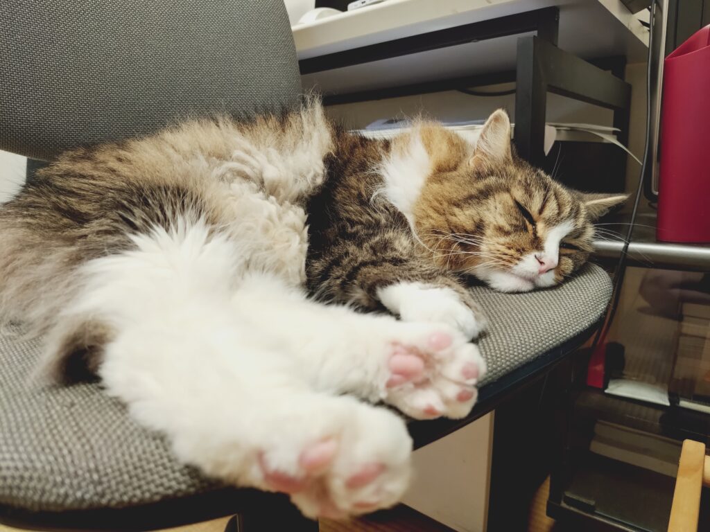 スヤスヤと父さんの作業椅子で眠るトト(ノルウェージャンフォレストキャット)