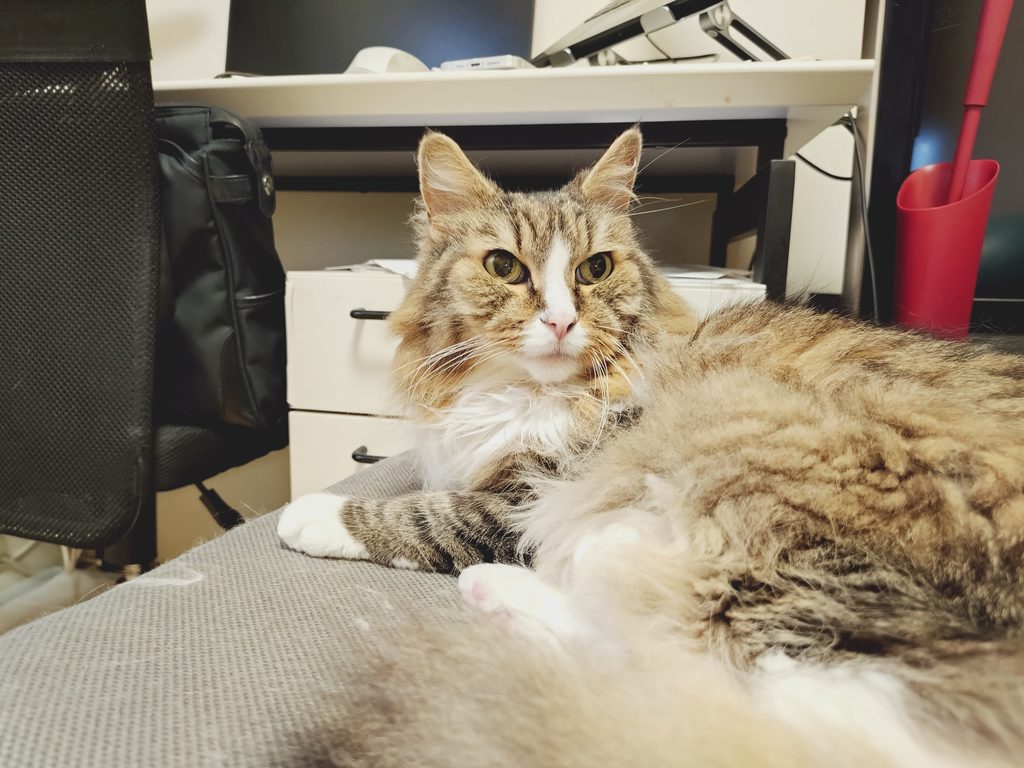 父さんのイスを占拠中のトト(ノルウェージャンフォレストキャット)