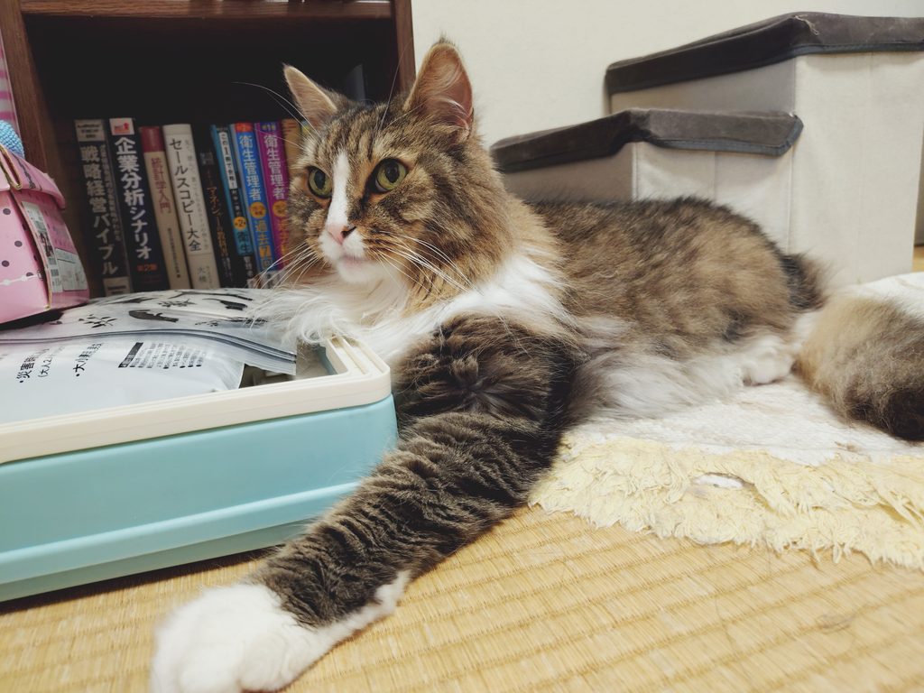 何かをじっと見つめているトト(ノルウェージャンフォレストキャット)