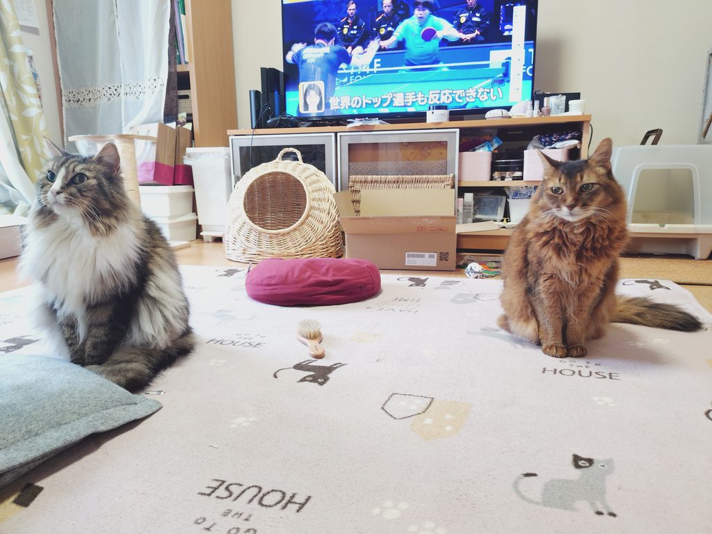 愛猫のトト(左:ノルウェージャンフォレストキャット)とチー(右:ソマリ)